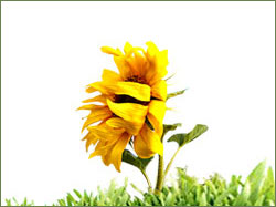 Flash ����������� ������